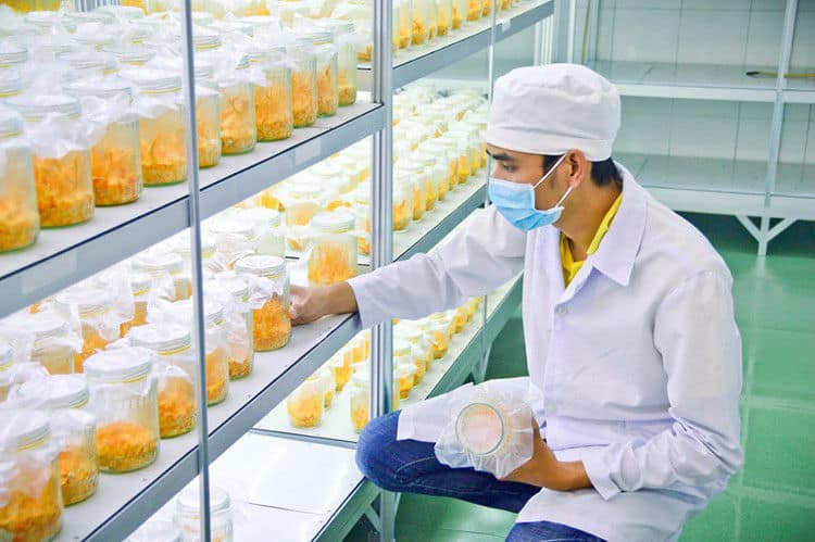 Nuôi cấy, sản xuất đông trùng hạ thảo Việt nam
