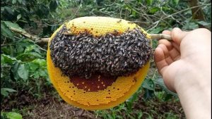 Tổ mật ong ruồi tự nhiên